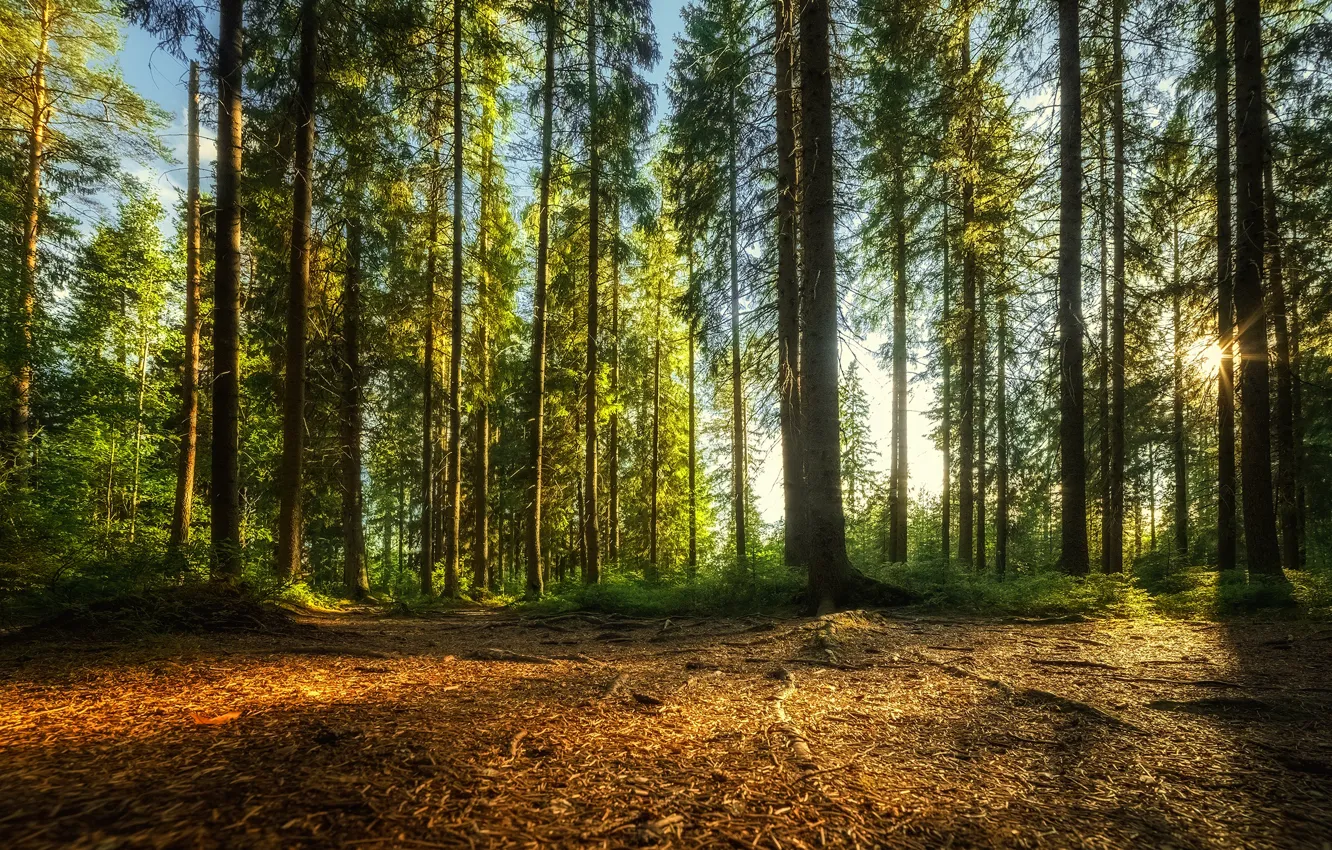 Фото обои лес, солнце, ель