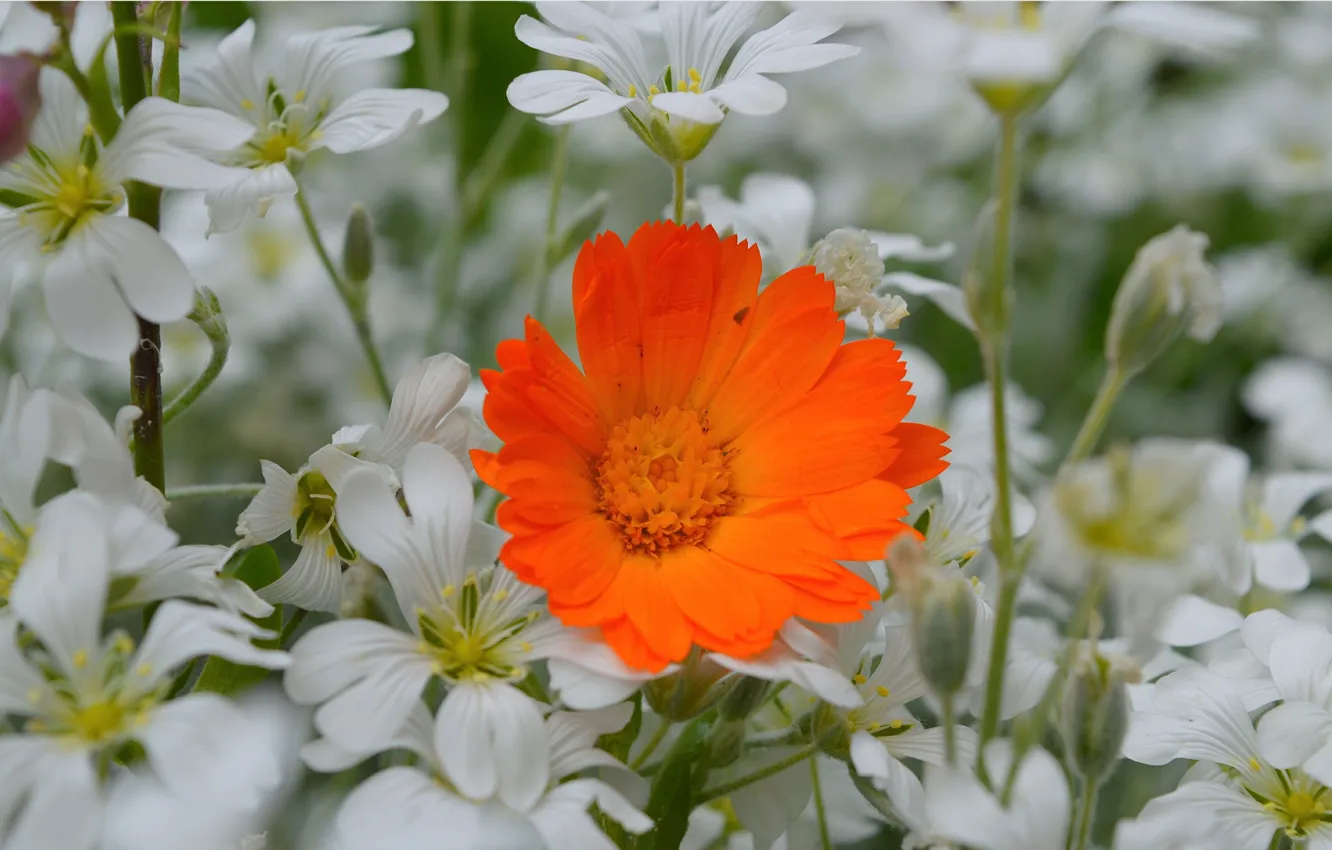 Фото обои Flowers, Календула, Ясколка, Orange flower, Оранжевый цветок