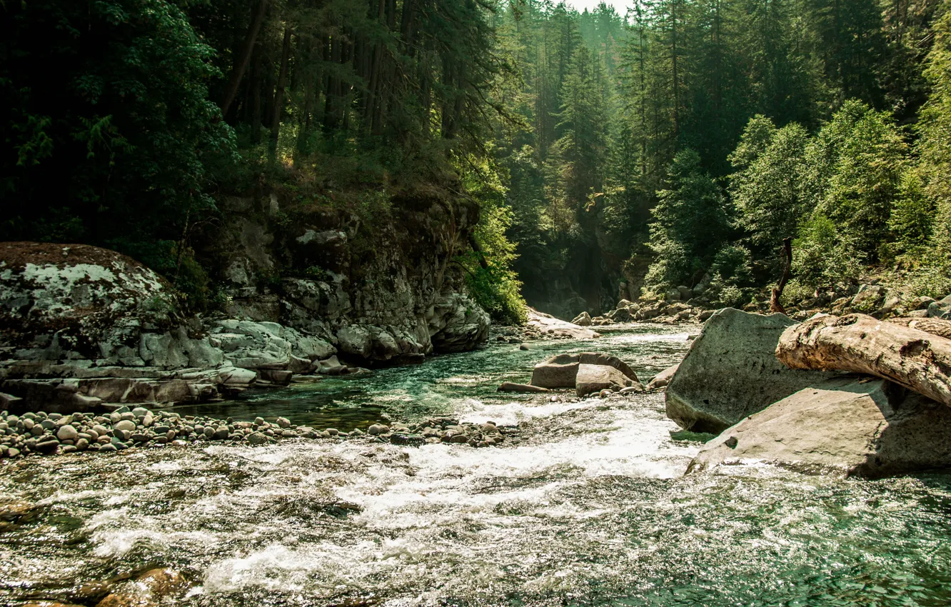 Фото обои лес, вода, деревья, природа, река, камни, Канада