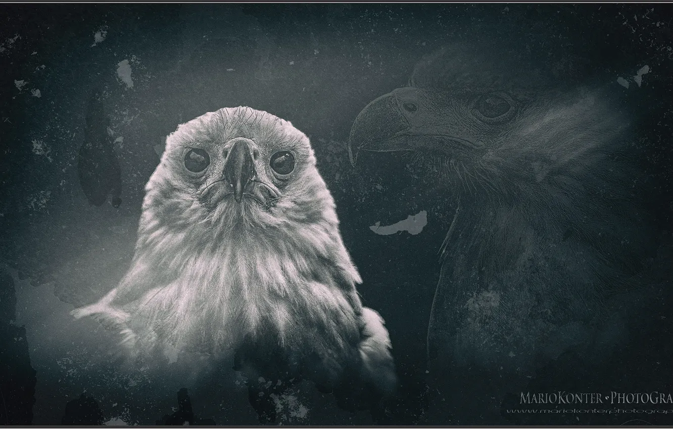 Фото обои animal, sea eagle, birds of prey, amerika
