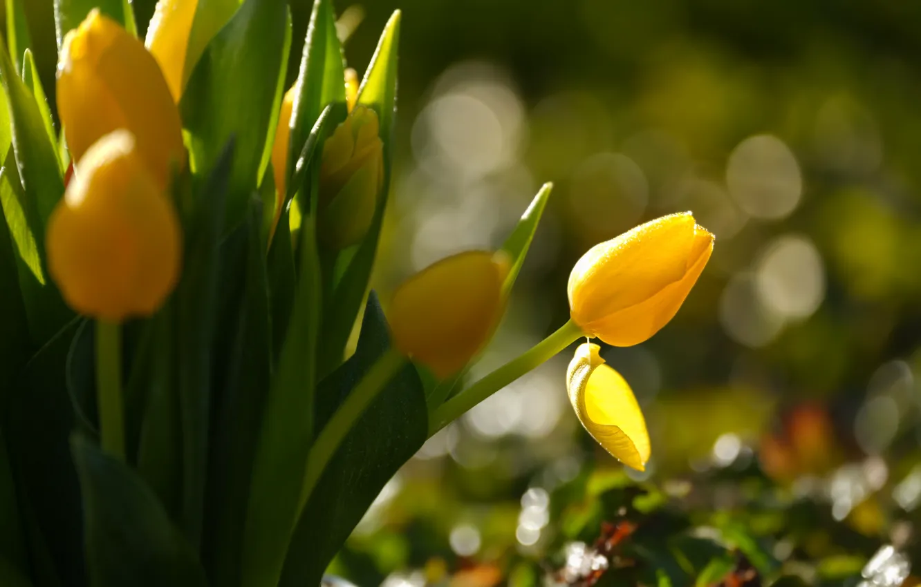 Фото обои листья, свет, цветы, весна, желтые, лепесток, тюльпаны, клумба