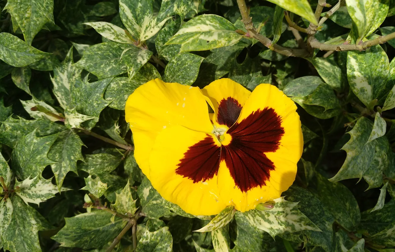 Фото обои Анютины глазки, Pansies, Жёлтый цветочек
