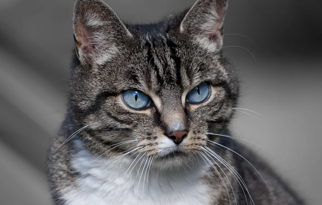 Фото обои кошка, взгляд, животное, окрас, уши, голубые глаза