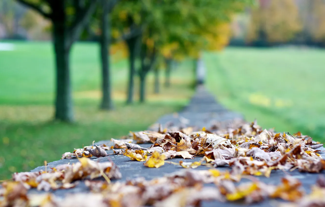 Фото обои осень, листья, макро, размытость