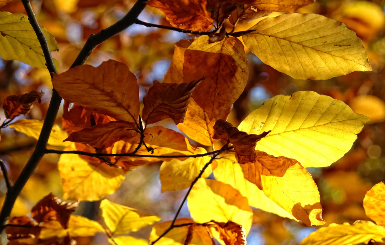 Фото обои осень, листья, деревья, природа, макро фотографии, осенние обои