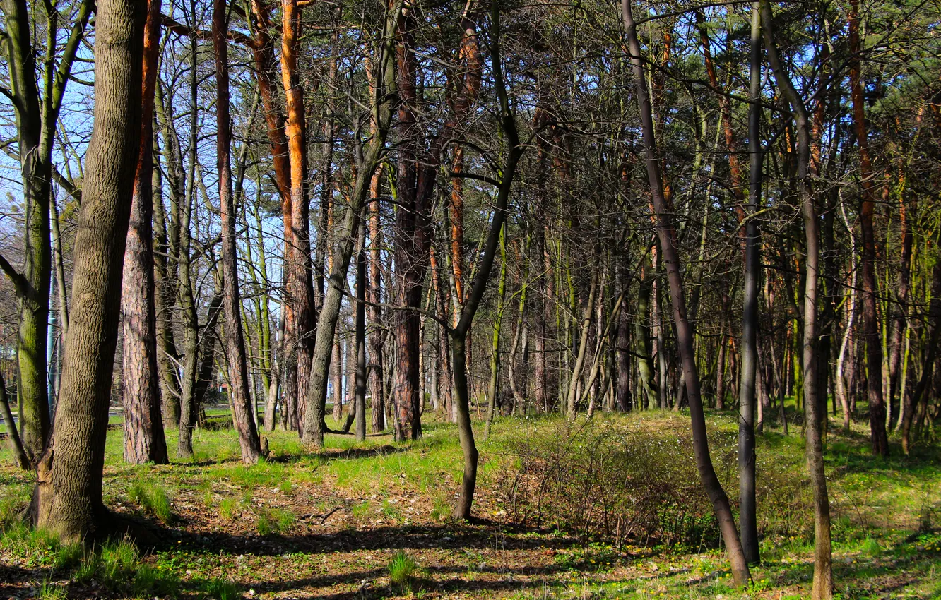 Фото обои forest, park, tree, alley