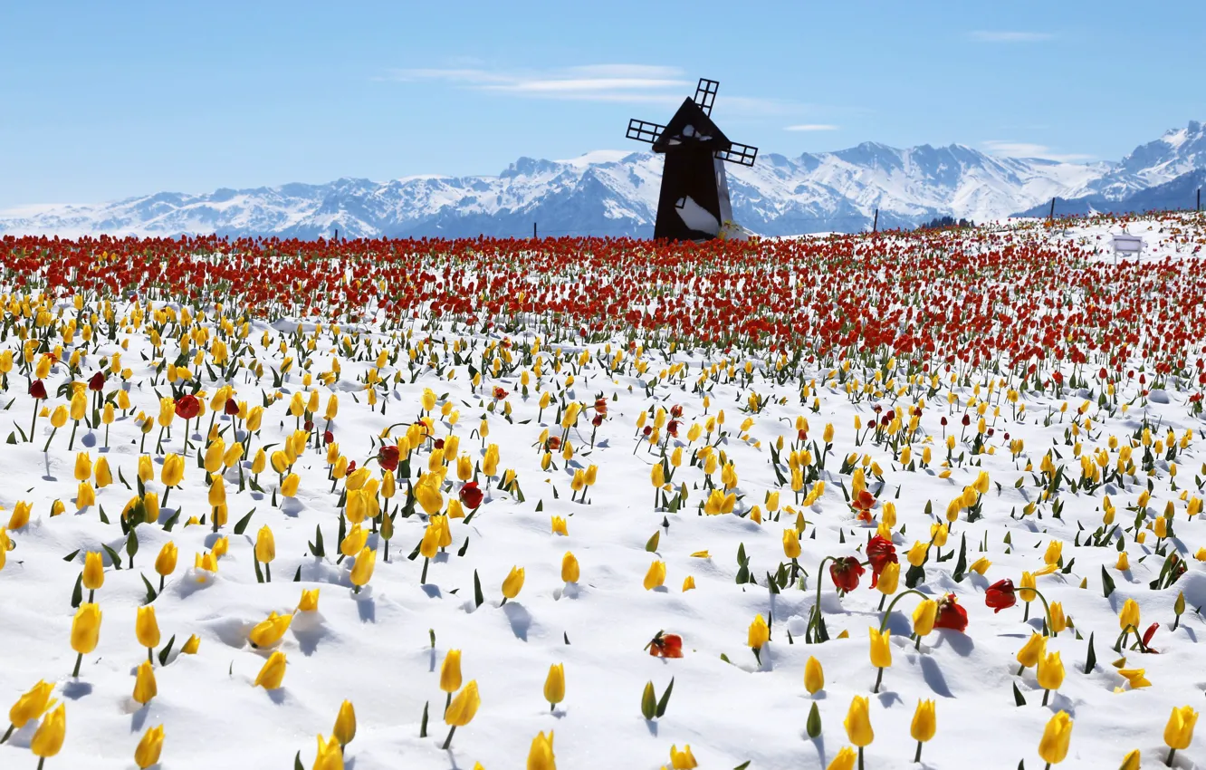 Фото обои снег, горы, ветряк, мельница, Китай, тюльпаны