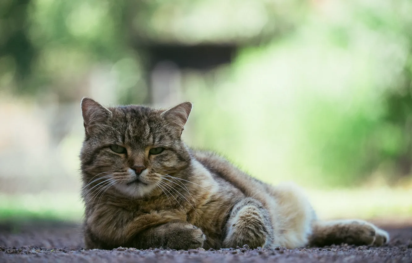Фото обои глаза, кот, взгляд, фон, кошак