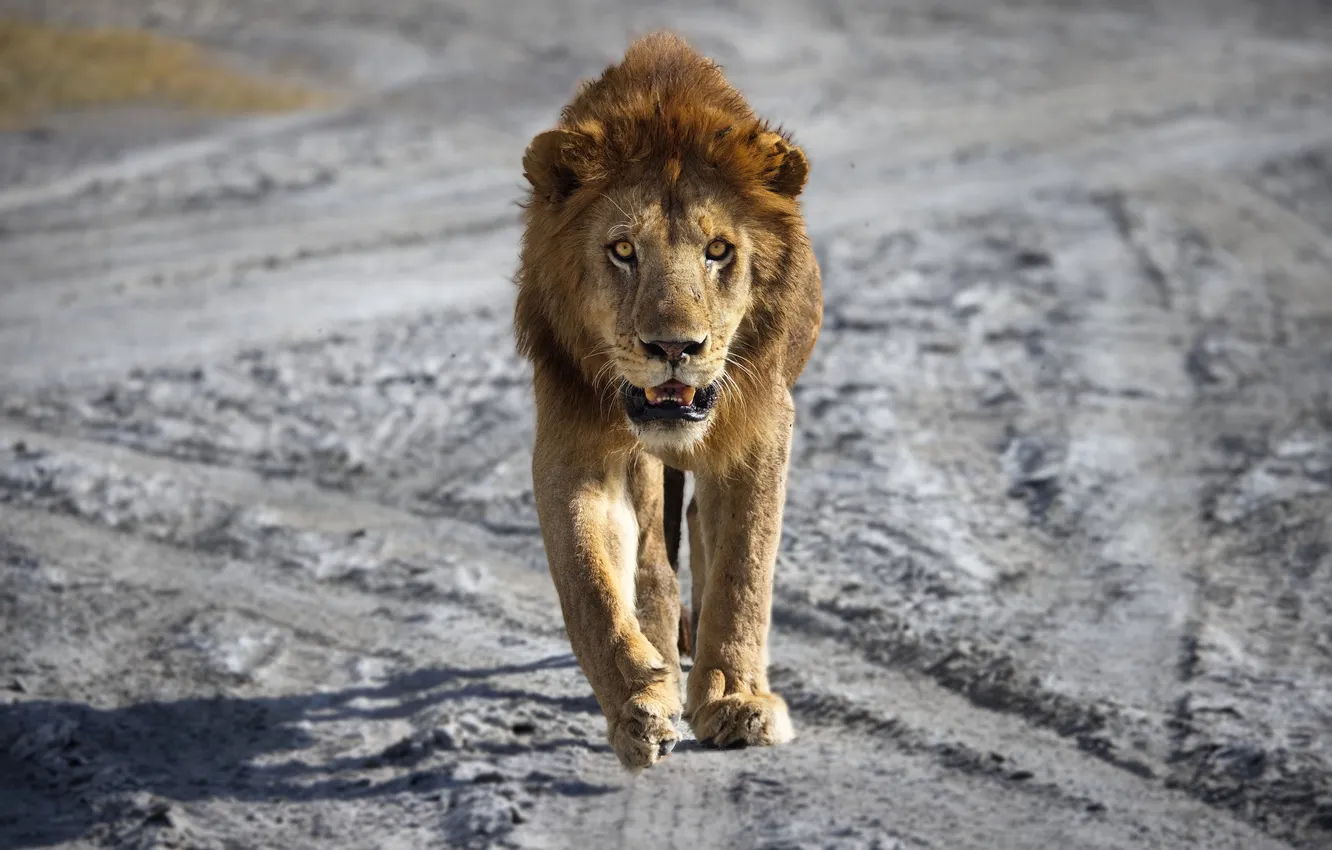 Фото обои lion, mane, walking