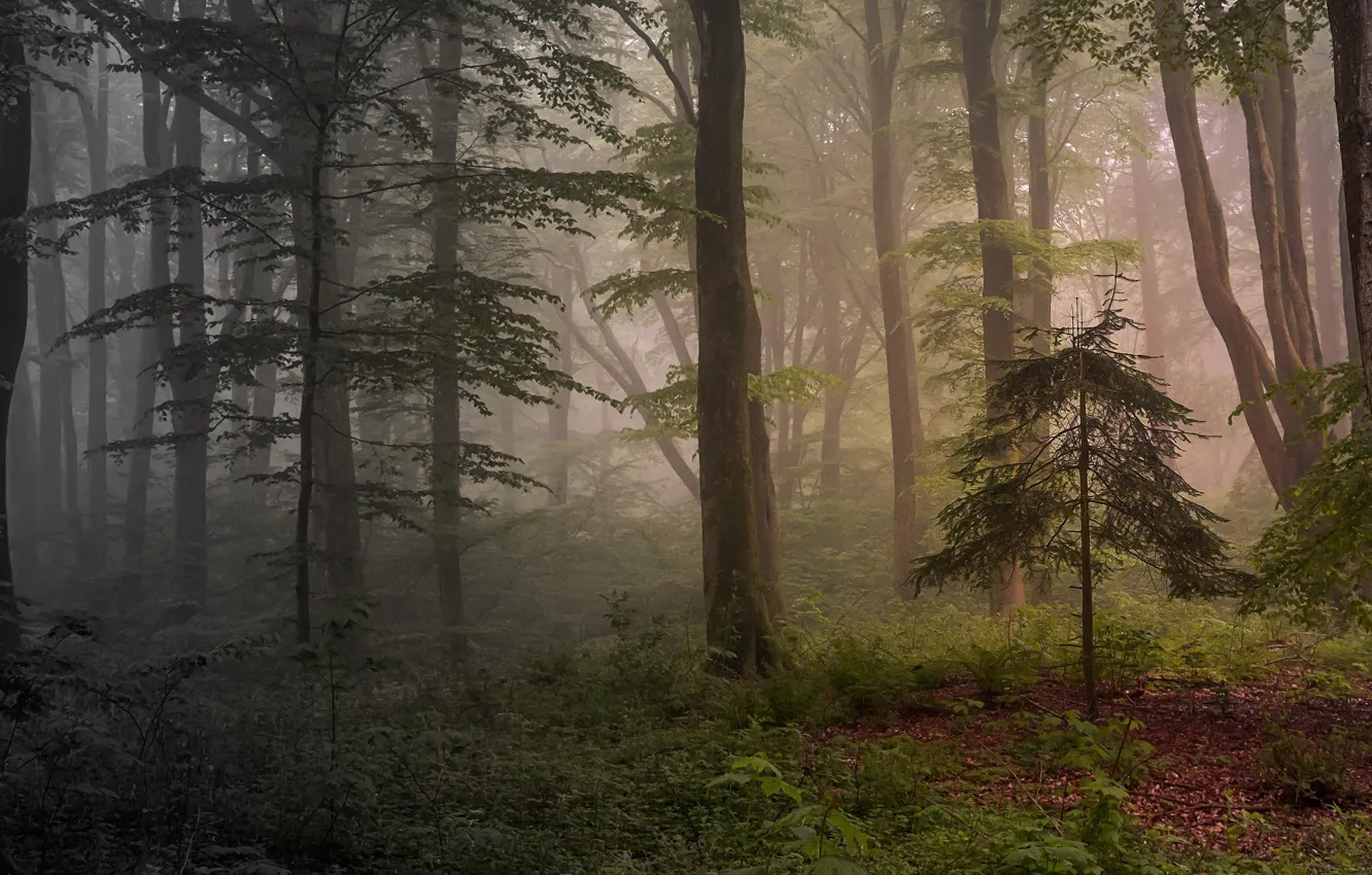 Фото обои лес, деревья, природа, туман, утро