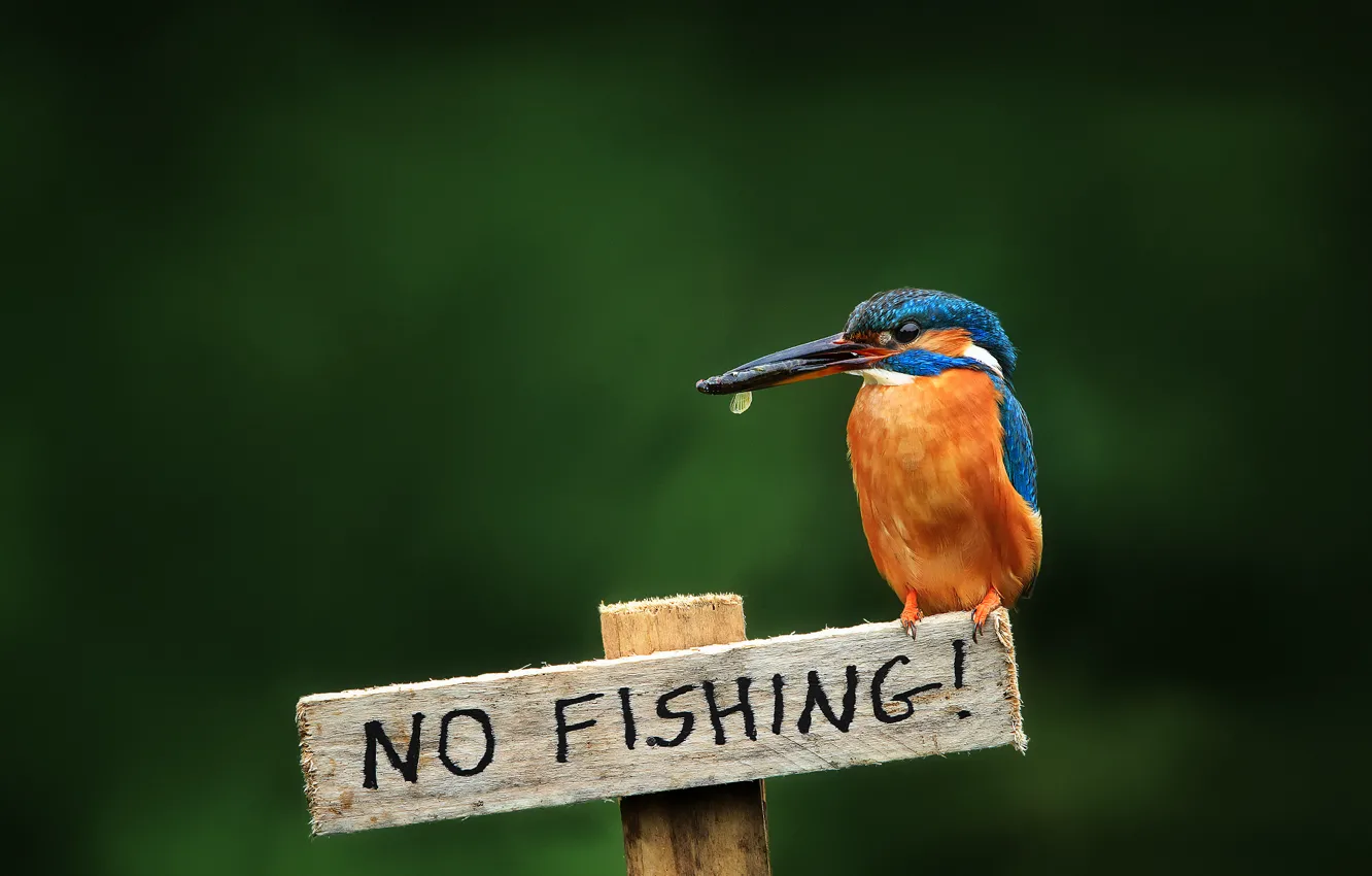 Фото обои птица, табличка, kingfisher, alcedo atthis, обыкновенный зимородок, не рыбачить