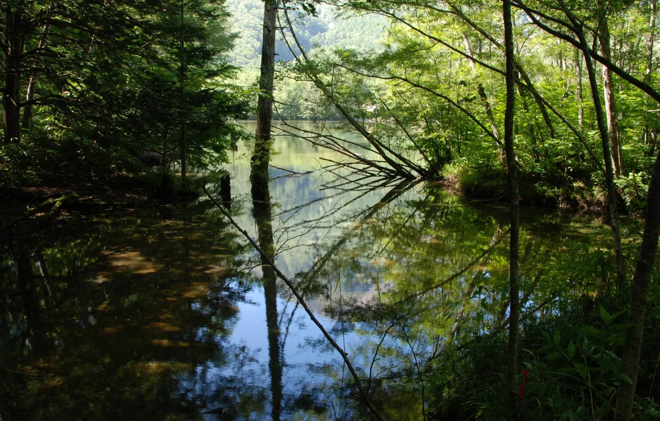 Фото обои Вода, Отражение, Деревья, Река, Листья, Ветки