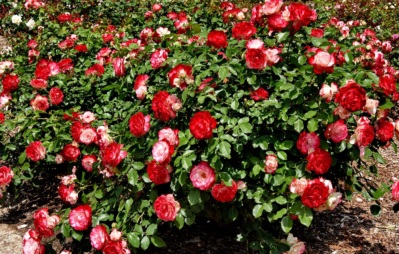 Фото обои лето, куст, розы, красная, бутоны, цветение