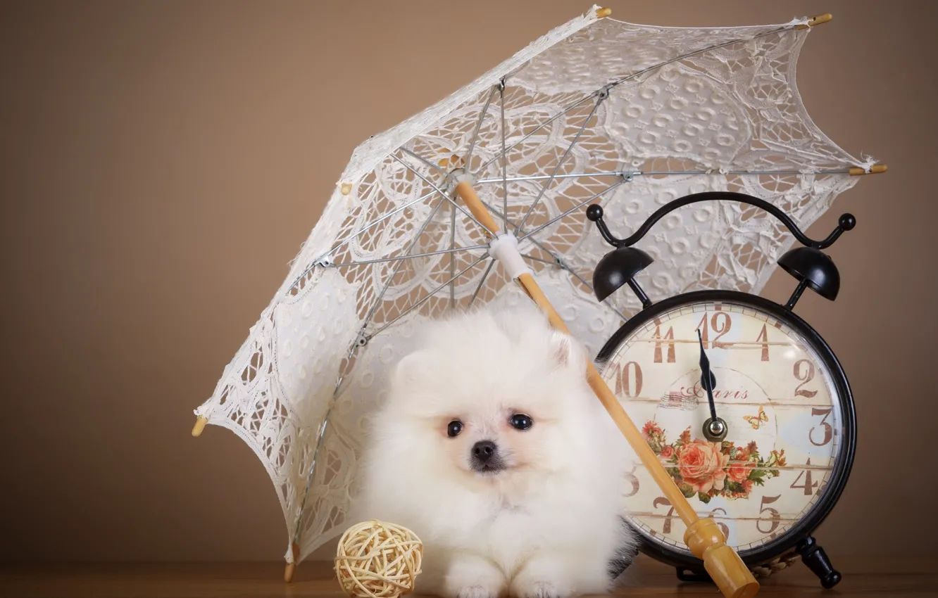 Фото обои часы, зонт, щенок