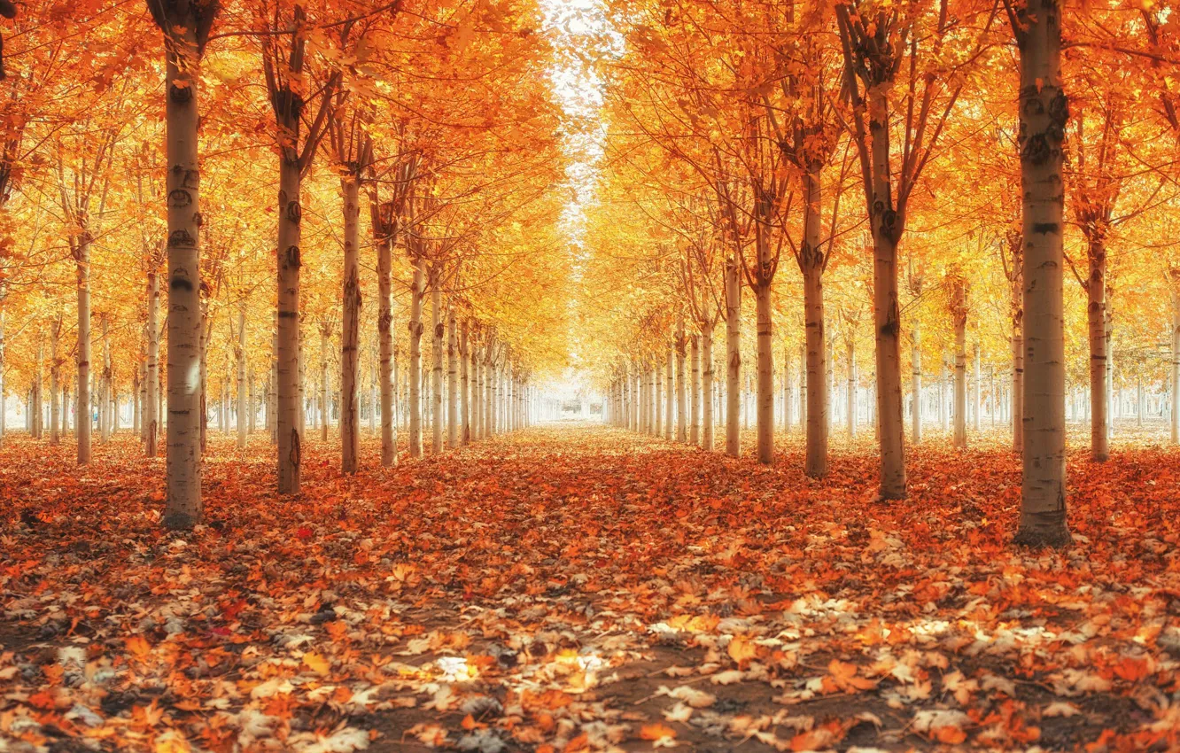 Фото обои листопад, золотая осень, аллея в парке
