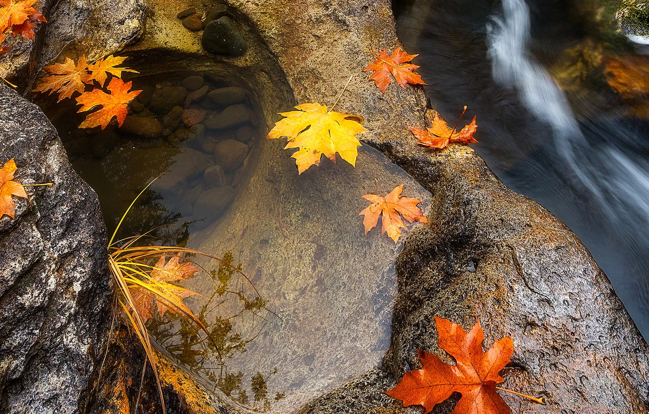 Фото обои осень, листья, вода, макро, камни