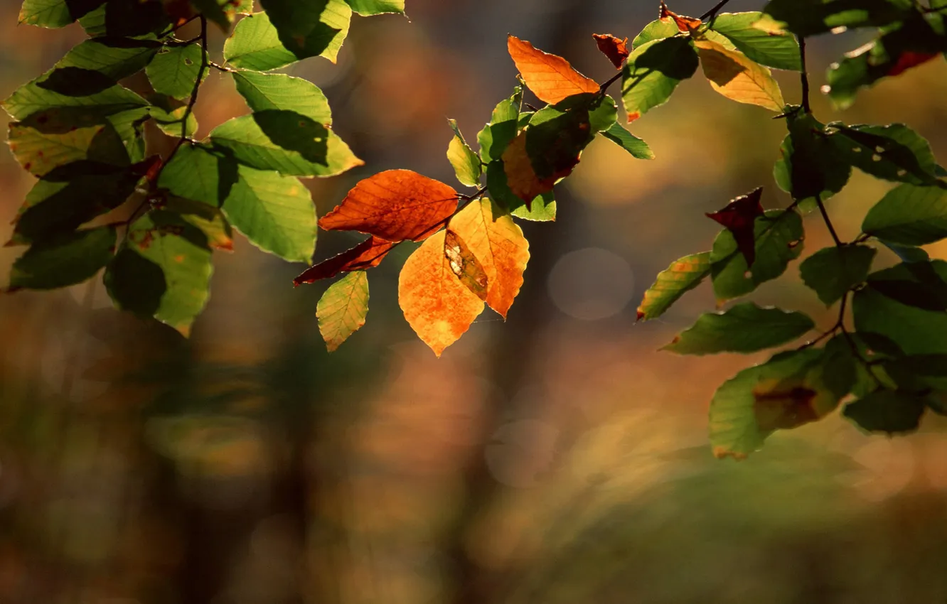 Фото обои блики, оранжевые, ветвь, зелёные, начало осени, с листочками