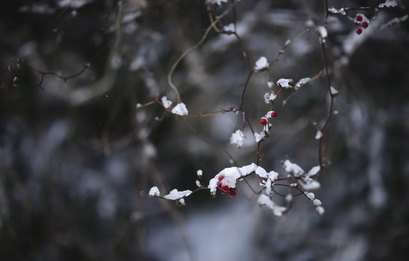 Фото обои холод, зима, макро, снег, красный, ягоды, ветка