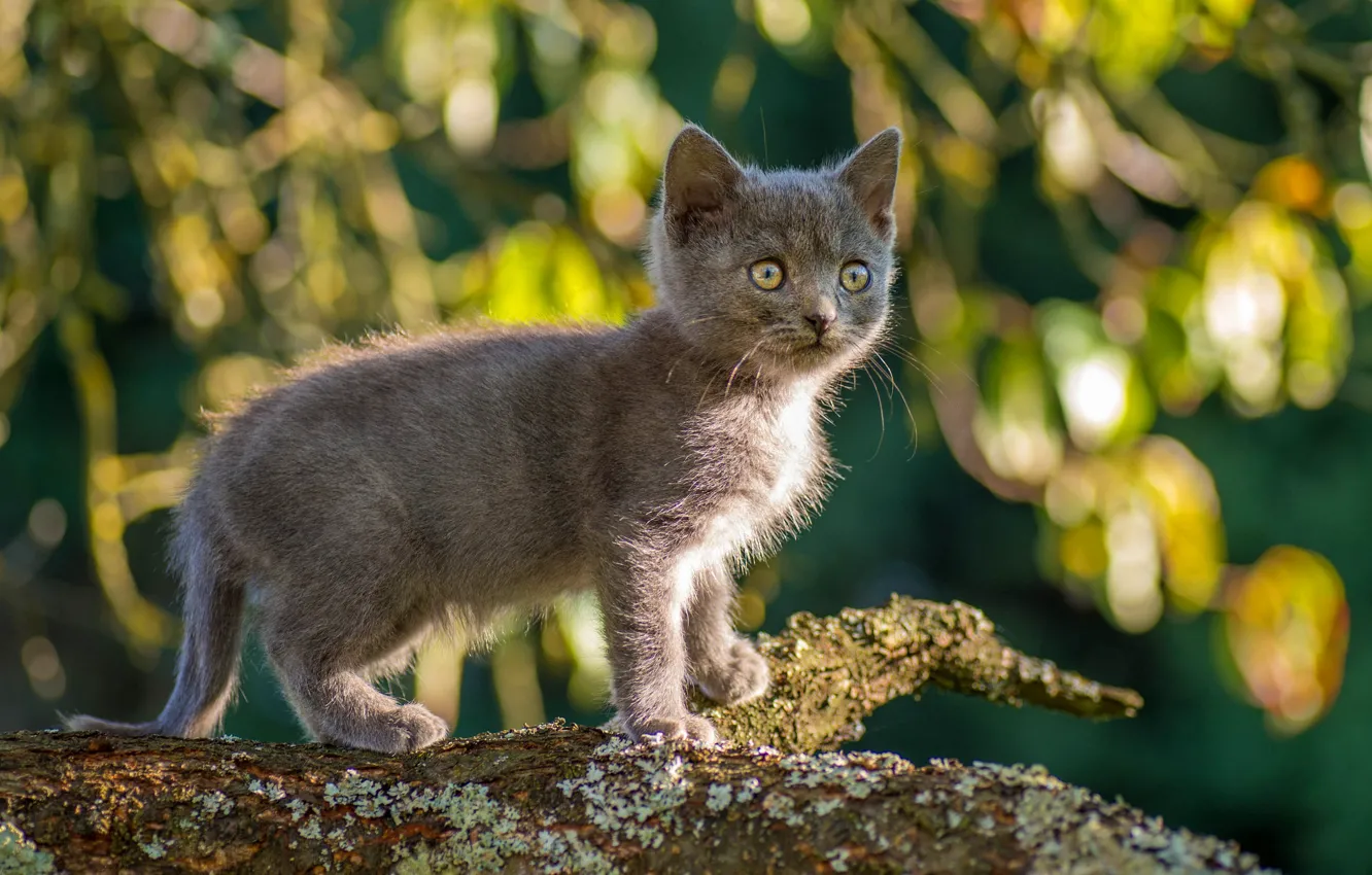 Фото обои кошка, взгляд, листья, свет, ветки, природа, поза, серый