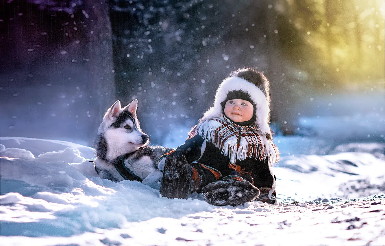 Фото обои зима, свет, ребенок, собака, мальчик, щенок, хаски