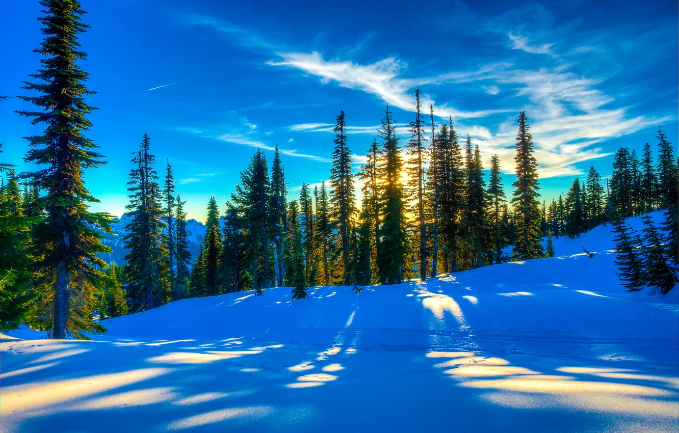 Фото обои зима, лес, небо, снег, деревья, пейзаж, закат, ель