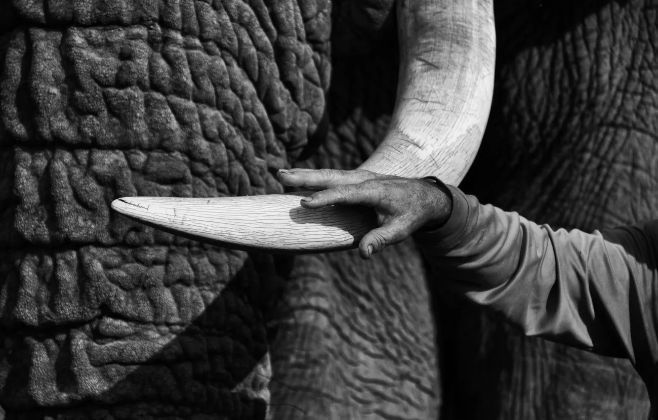 Фото обои человек, слон, рука, бивень