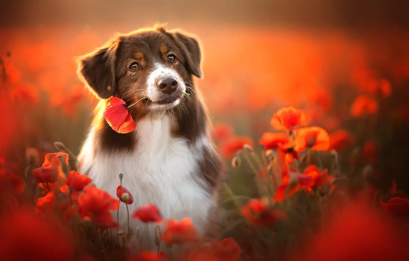 Фото обои цветы, маки, собака, боке, Австралийская овчарка, Аусси