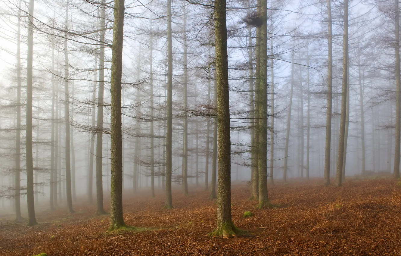 Фото обои лес, деревья, пейзаж, туман