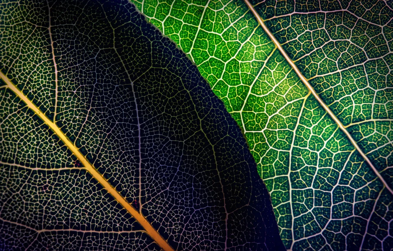 Фото обои листья, макро, зеленые