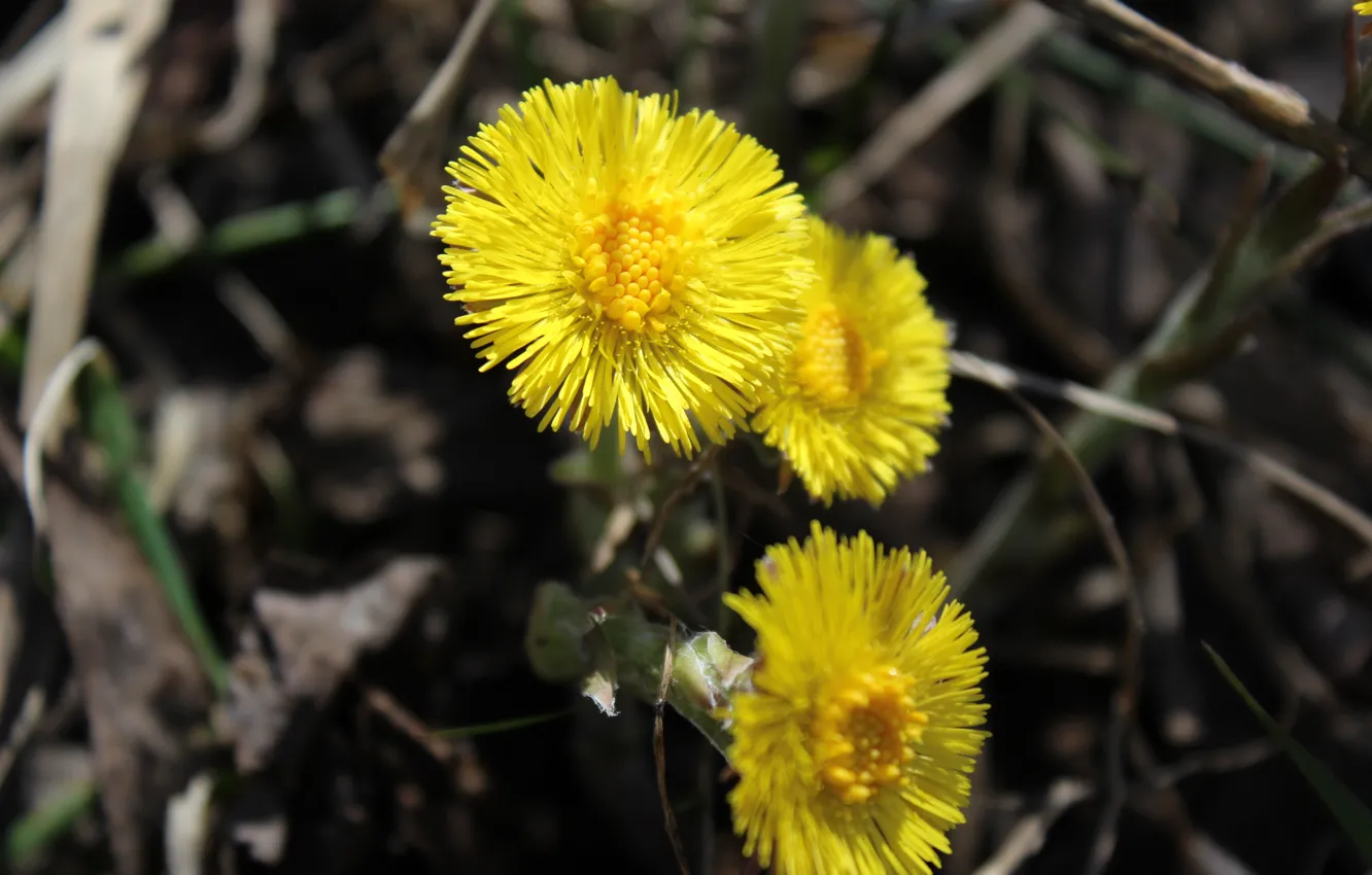Фото обои цветы, весна, мать-и-мачеха