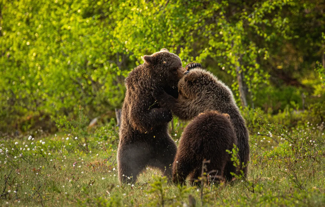 Фото обои лето, трава, природа, игра, борьба, медведи, луг, медвежата