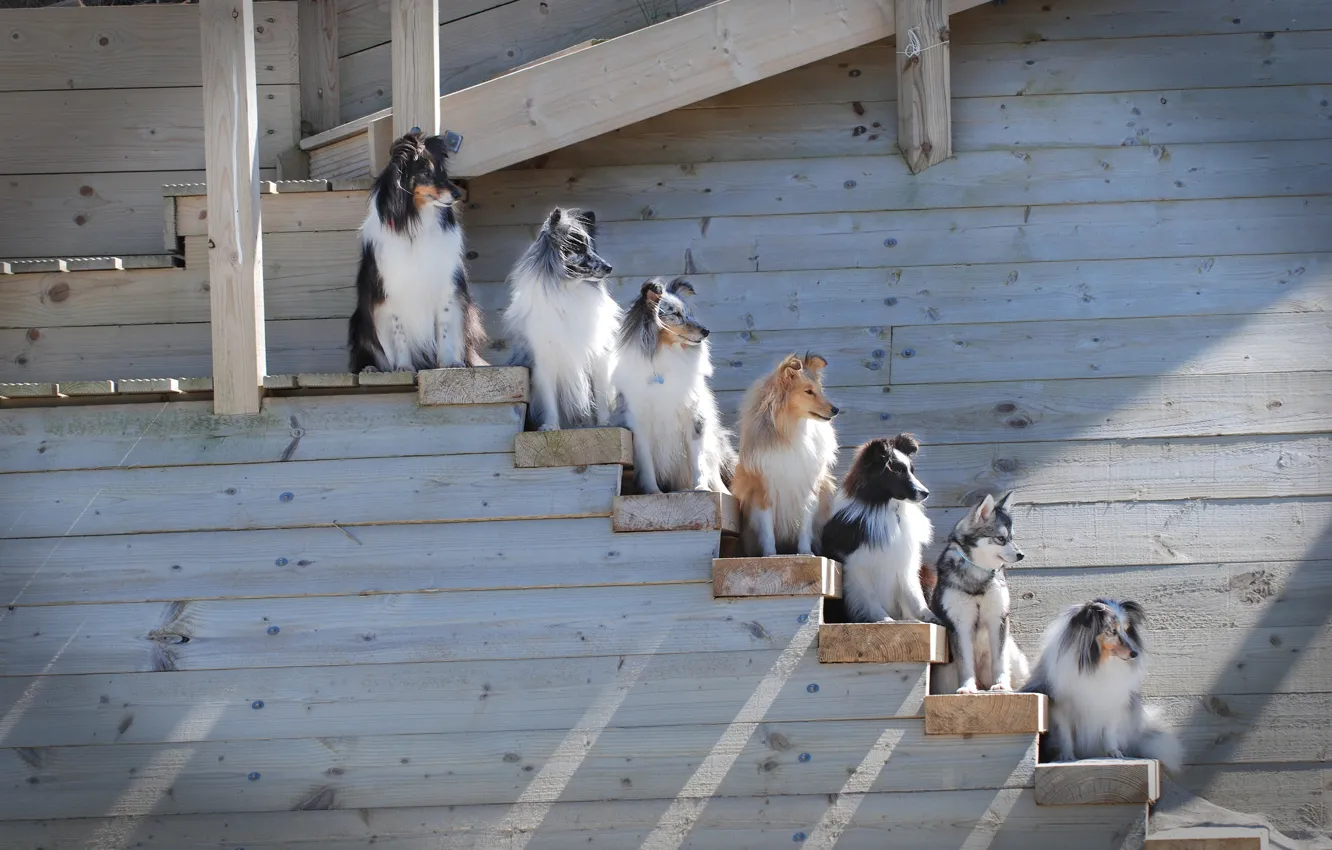 Фото обои собаки, лестница, шеренга, Шелти, Бордер-колли, Шетландская овчарка, Аляскинский кли-кай