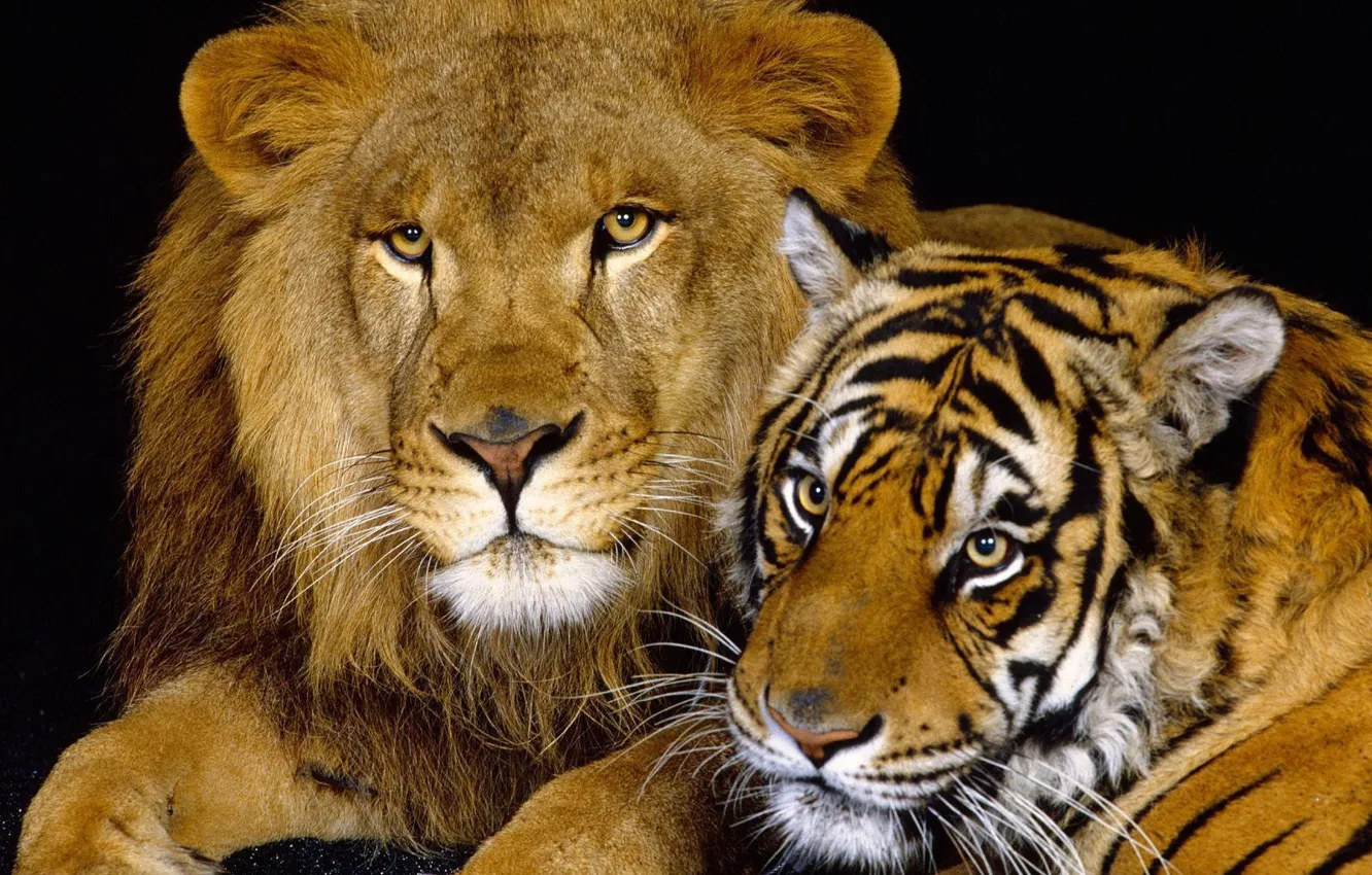 Фото обои кошки, тигр, лев