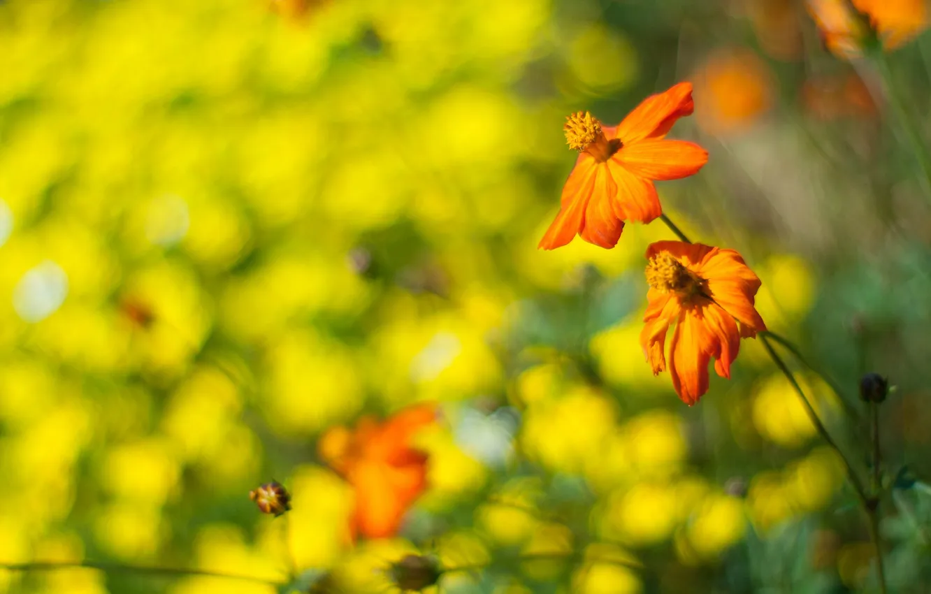 Фото обои зелень, макро, цветы, оранжевый, боке