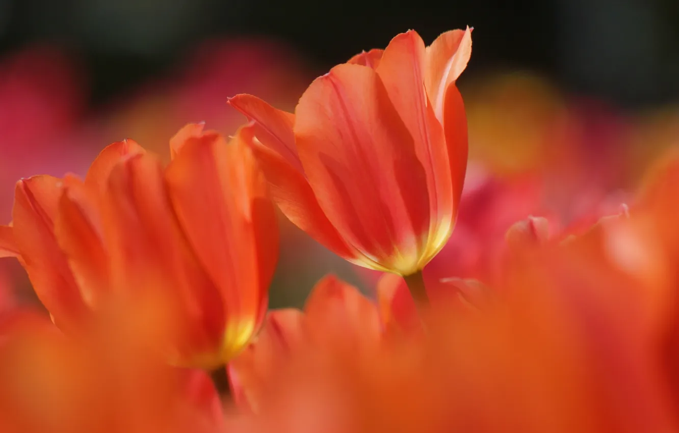 Фото обои природа, весна, тюльпаны, оранжевые