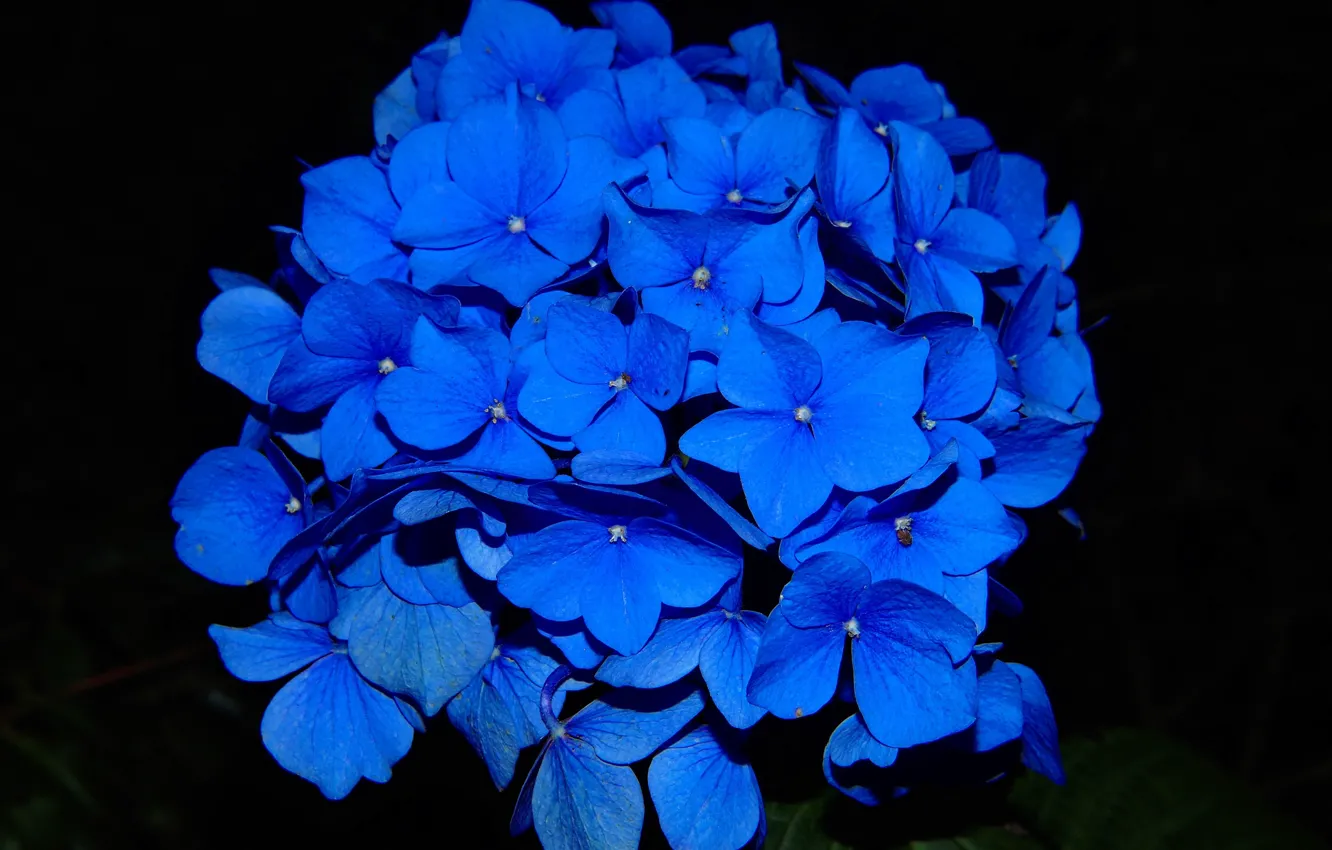 Фото обои черный фон, black background, синие цветы, blue flowers, гидрангия, Гортензия крупнолистная, Large - leaved hydrangea