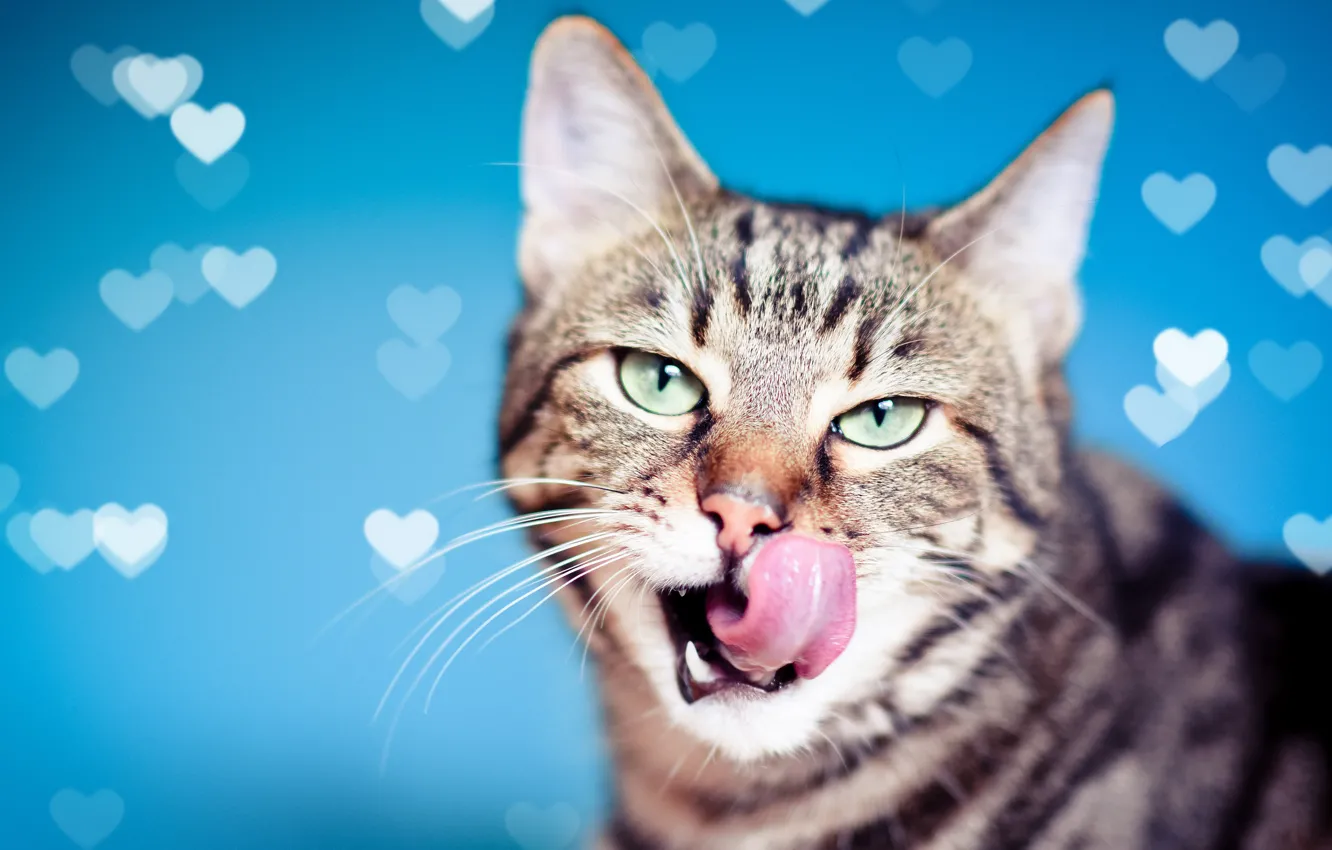 Фото обои язык, кошка, кот, взгляд, фон, мордочка, сердечки
