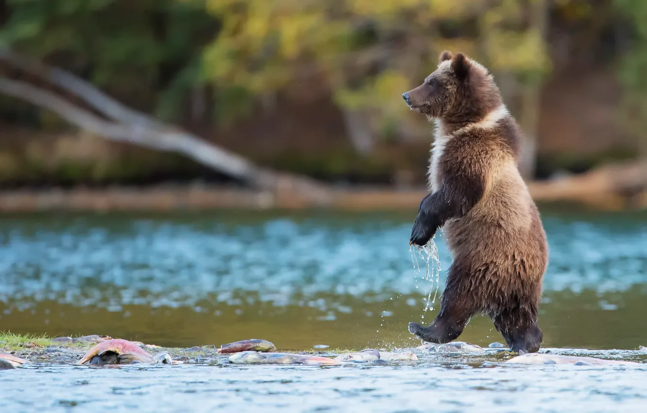 Фото обои вода, природа, река, рыба, хищник, Канада, Медведь, идет