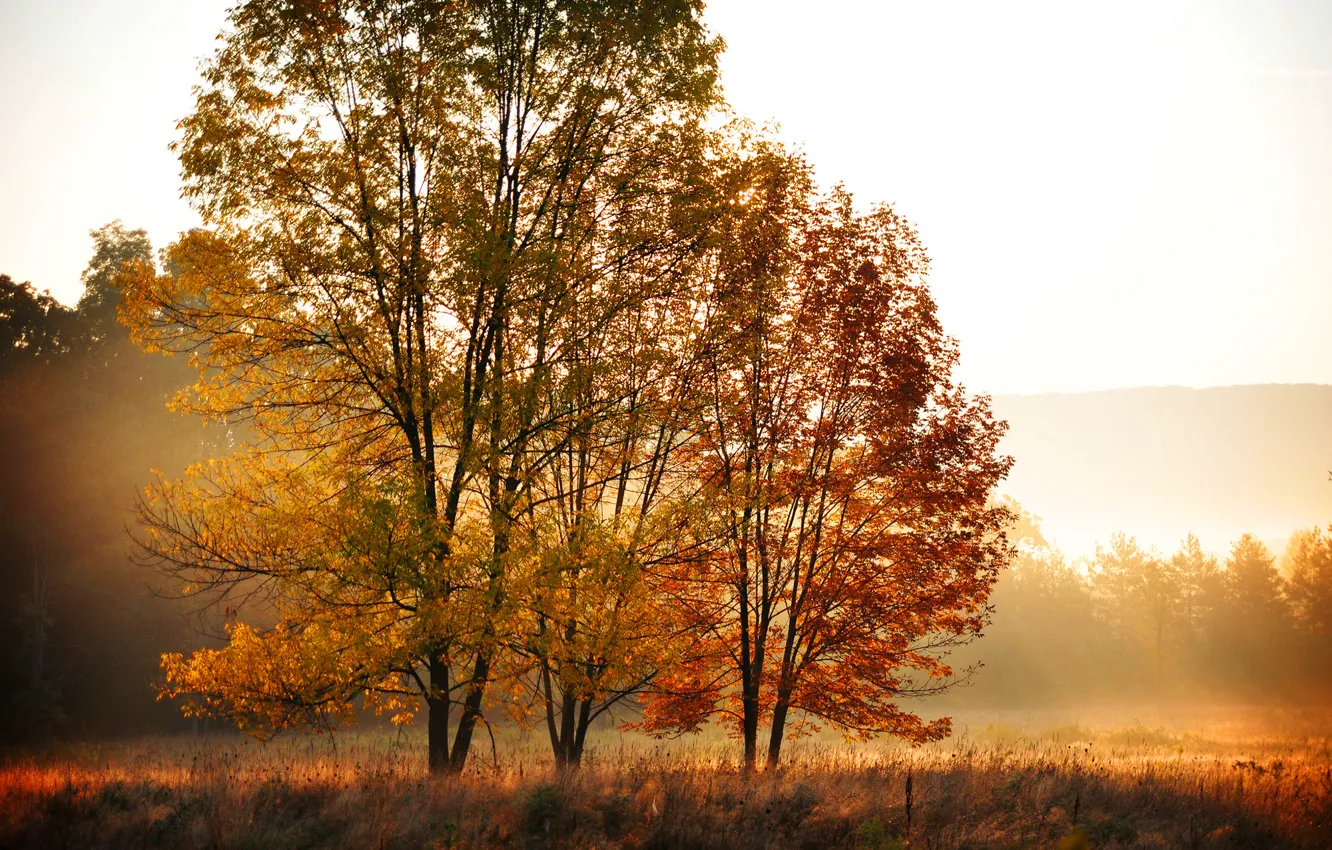 Фото обои поле, осень, лес, листья, деревья, природа, утро, желтые