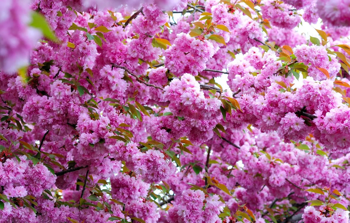 Фото обои цветы, розовый, ветви, весна, цветение