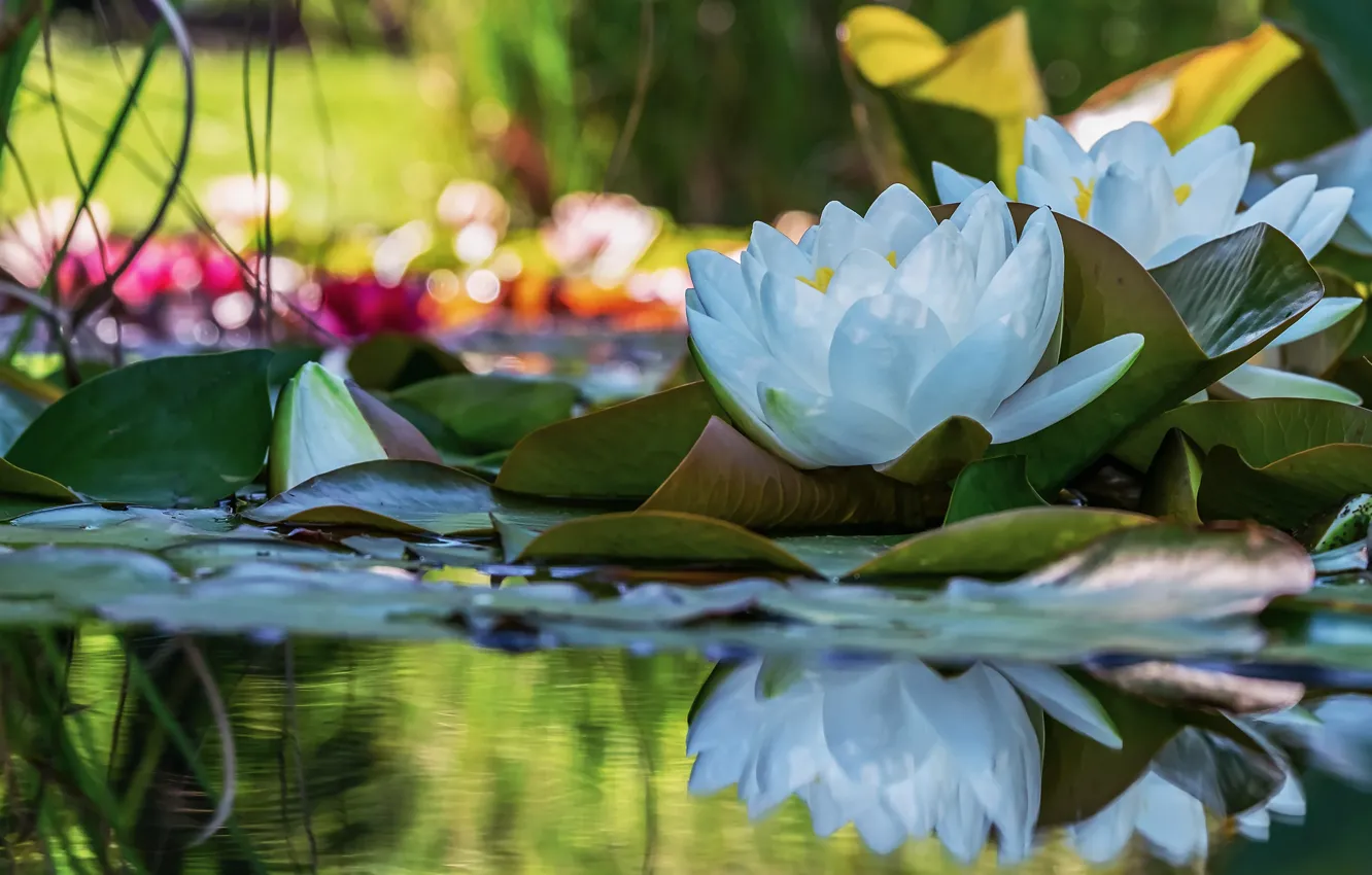 Фото обои листья, вода, свет, цветы, озеро, пруд, отражение, две