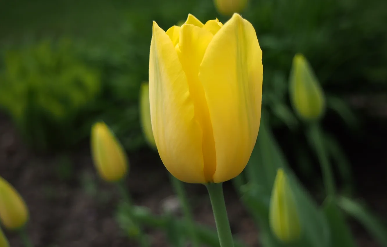 Фото обои жёлтый, Тюльпан, yellow, tulip