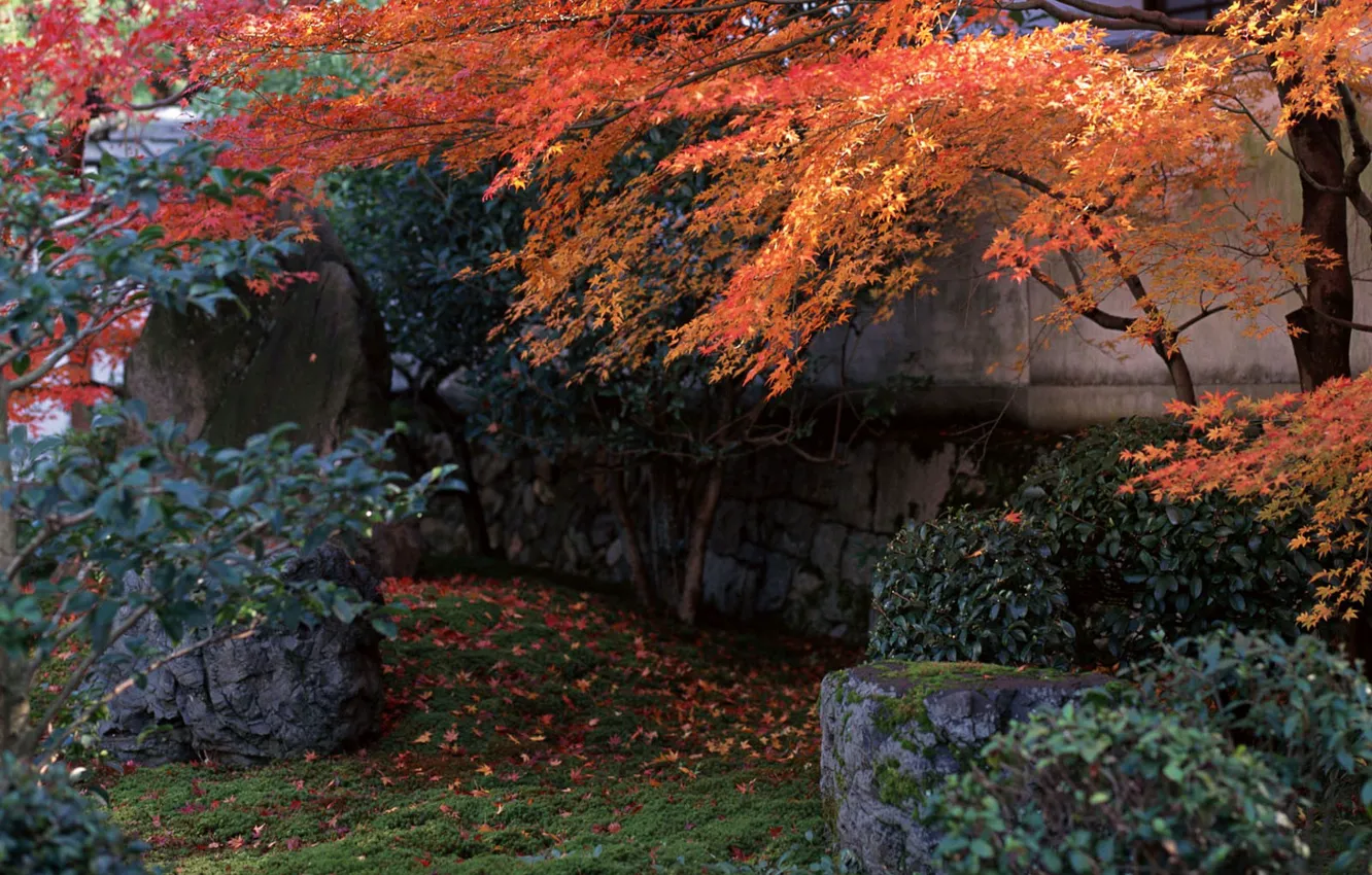 Фото обои Осень, Япония, Сад
