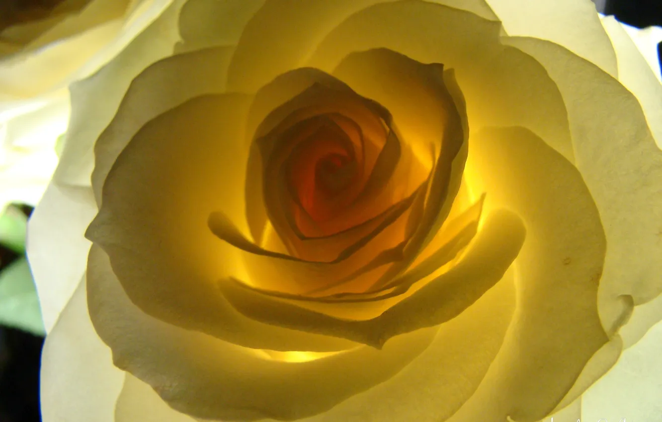 Фото обои цветок, роза, подсветка, Akela White