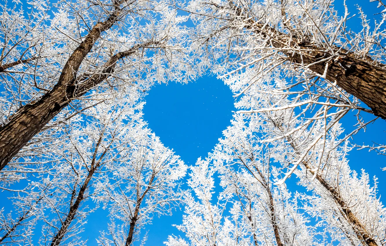 Фото обои зима, небо, снег, деревья, ветки, природа, сердце, сердечко
