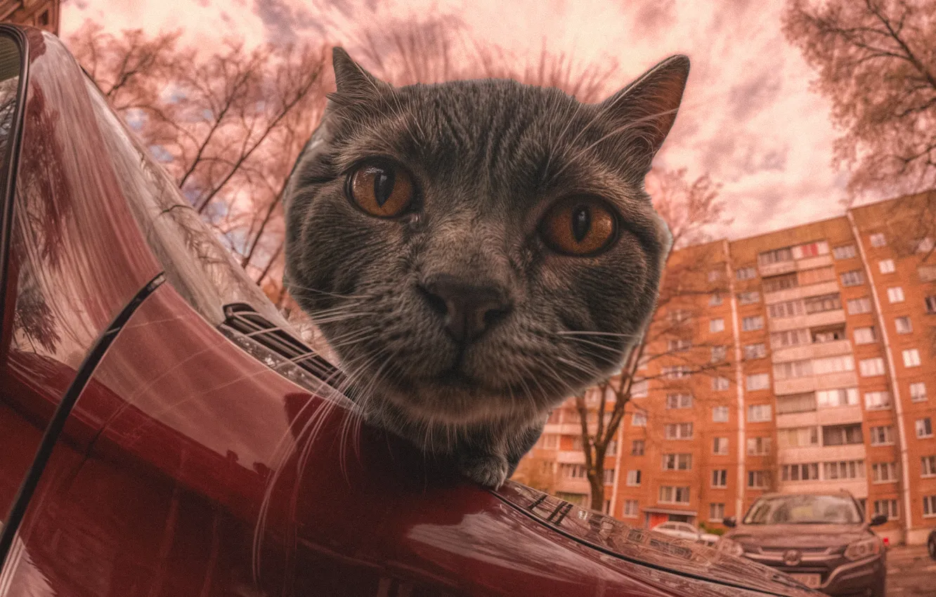 Фото обои colors, eyes, cat, look, vehicle, lens flare
