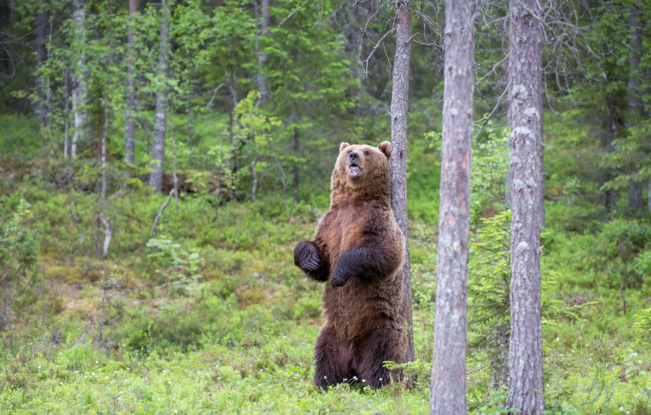 Фото обои лето, природа, медведь