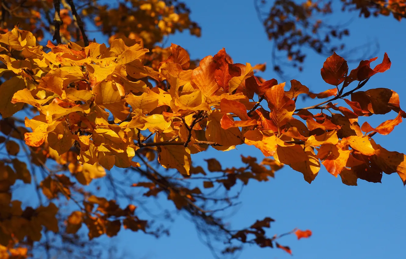 Фото обои осень, небо, листья, ветки, синева, листва, желтые, осенние листья