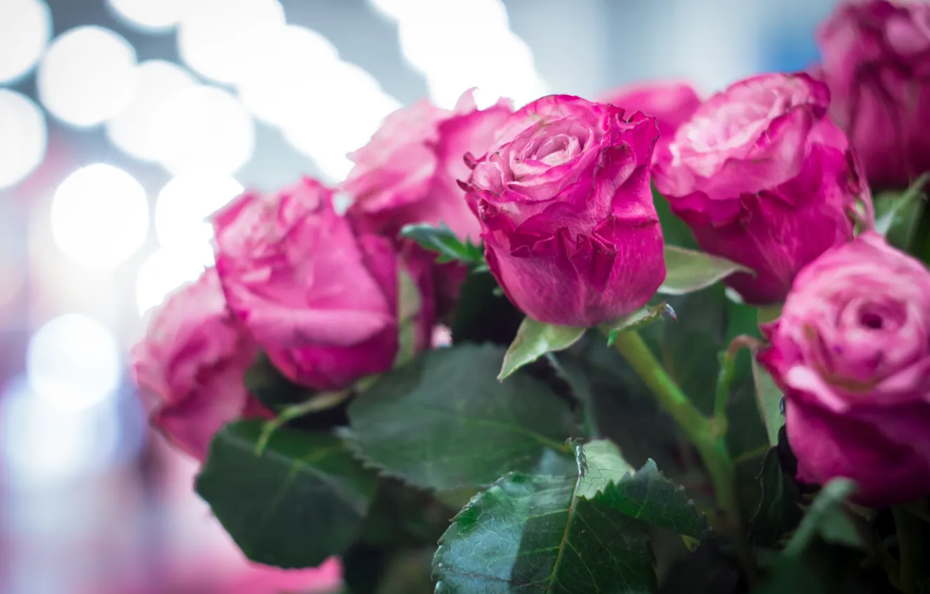 Фото обои цветы, боке, розовые розы