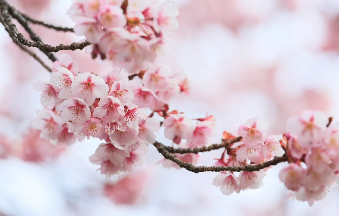 Фото обои макро, вишня, ветка, весна, сакура